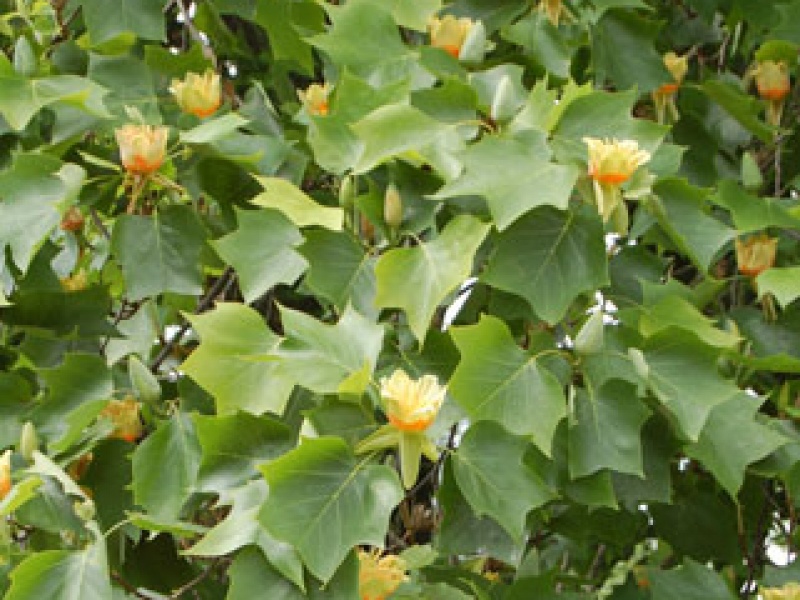 Liran, American Liriodendron