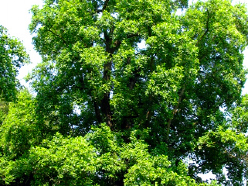 Tulip tree