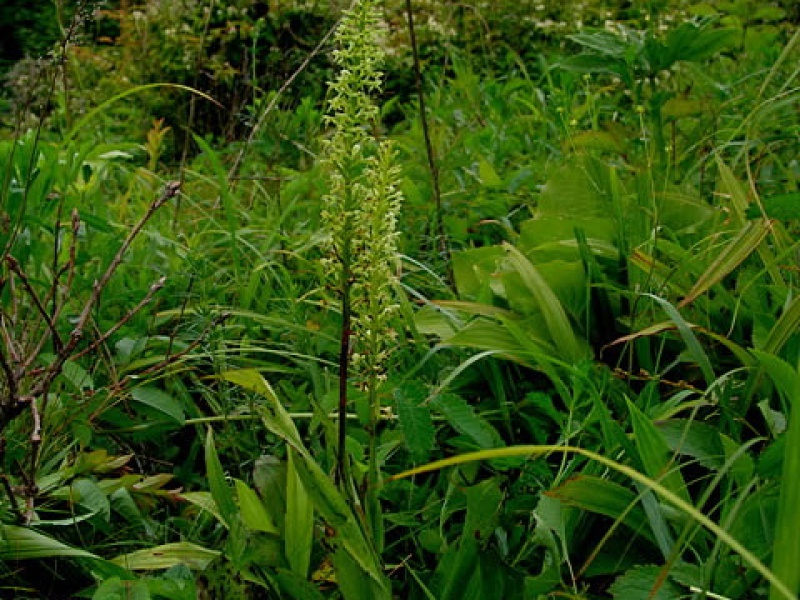 Тулотис буреющая