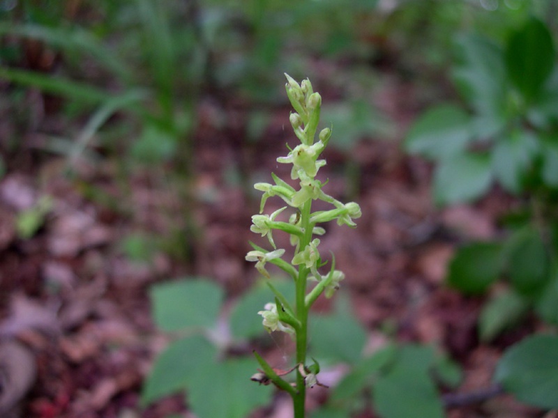 Тулотис уссурийская