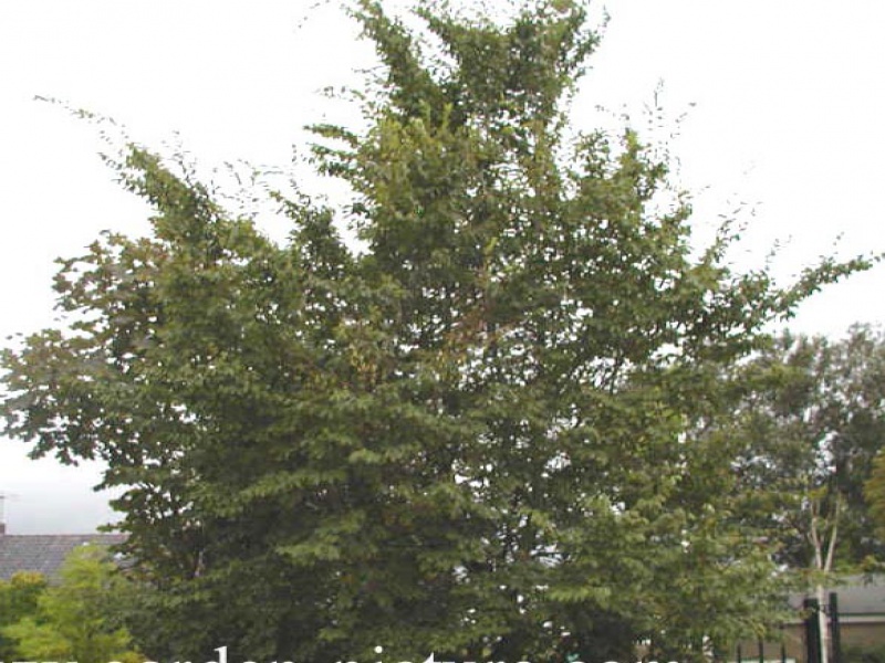 Граб Турчанинова