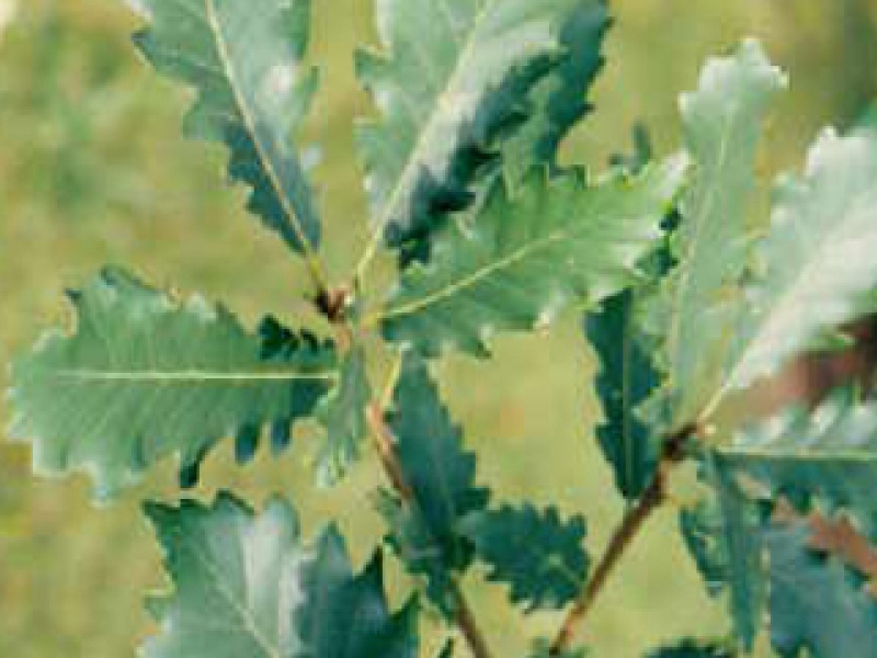 Caucasian oak