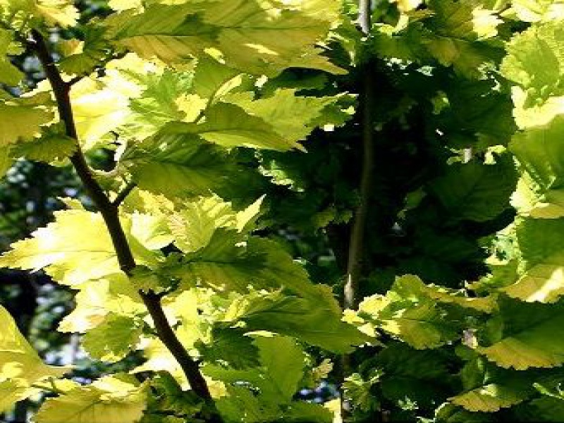 Вяз граболистный