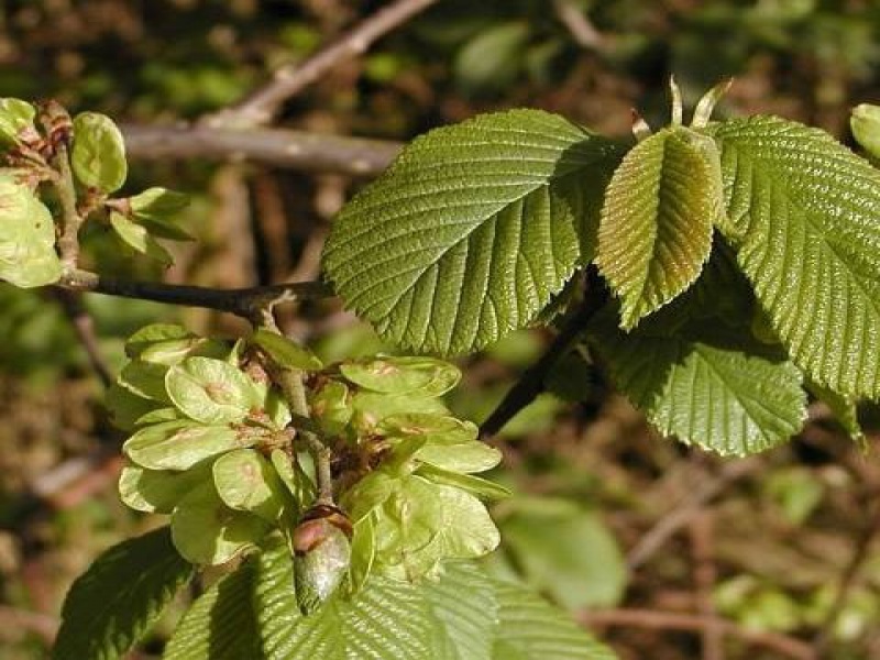 Вяз гладкий