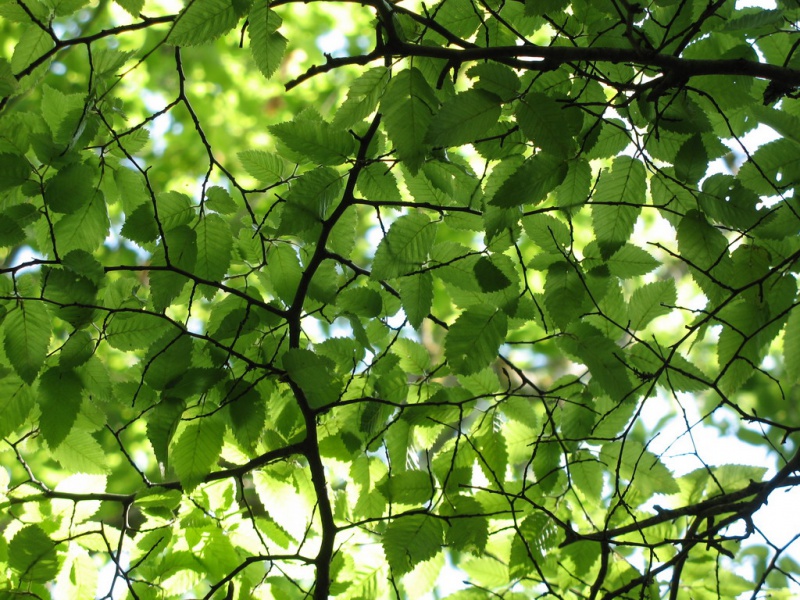 Вяз сродный