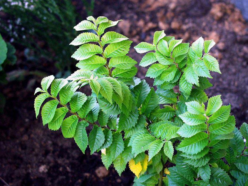 Вяз приземистый