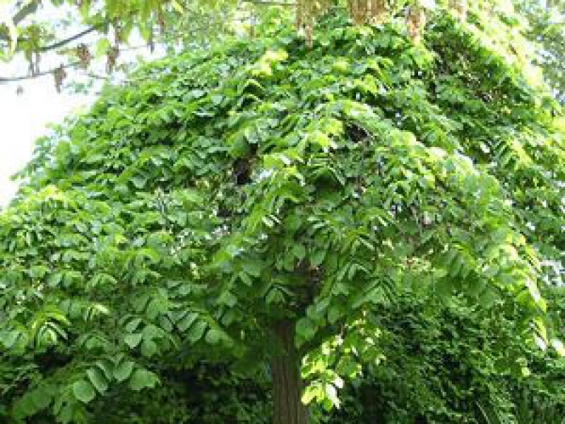 Вяз шершавый