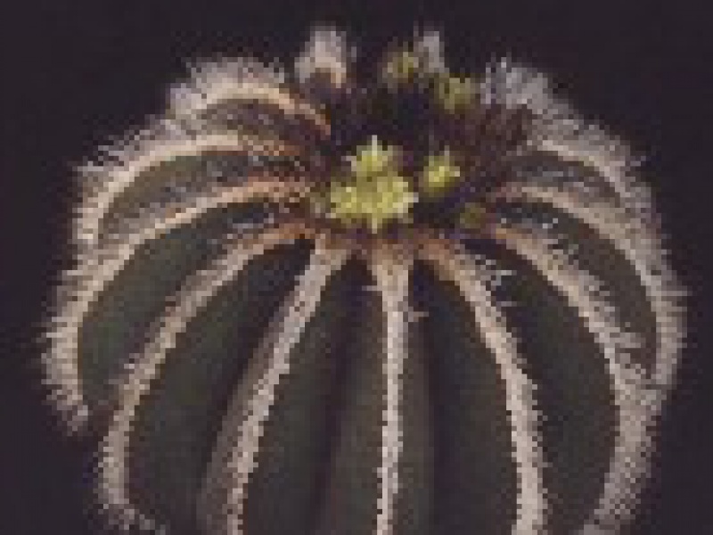 Ибельманния