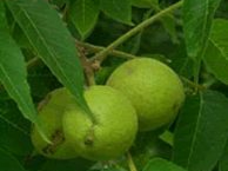 Орех черный