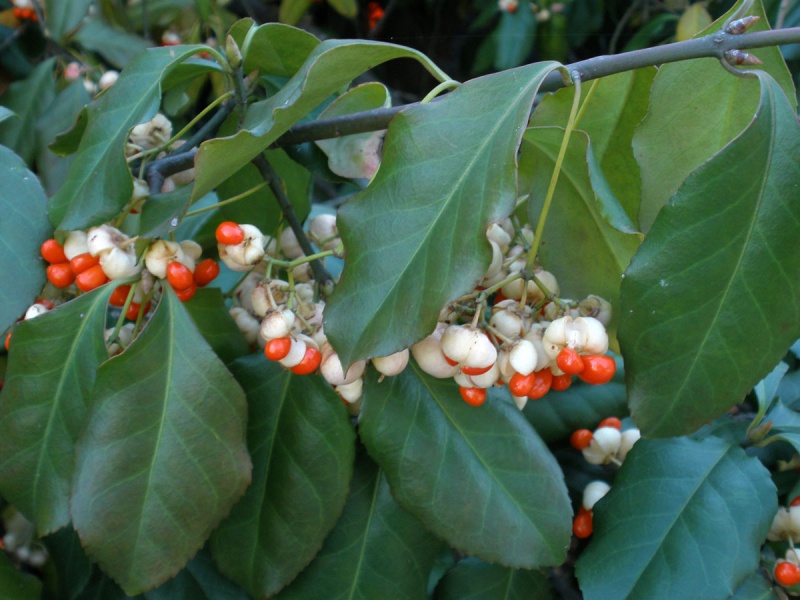 Бересклет Форчуна