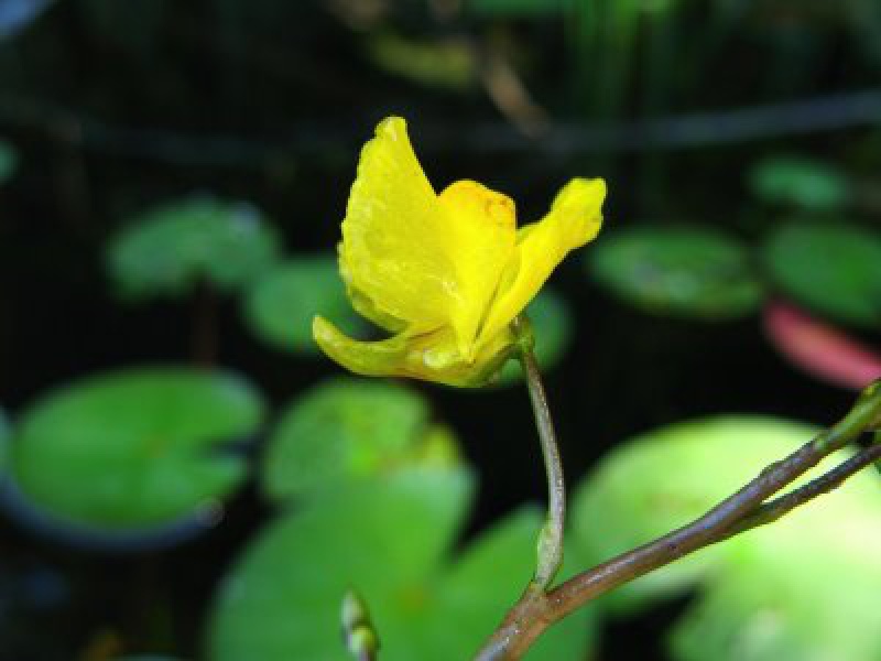 Пузырчатка обыкновенная