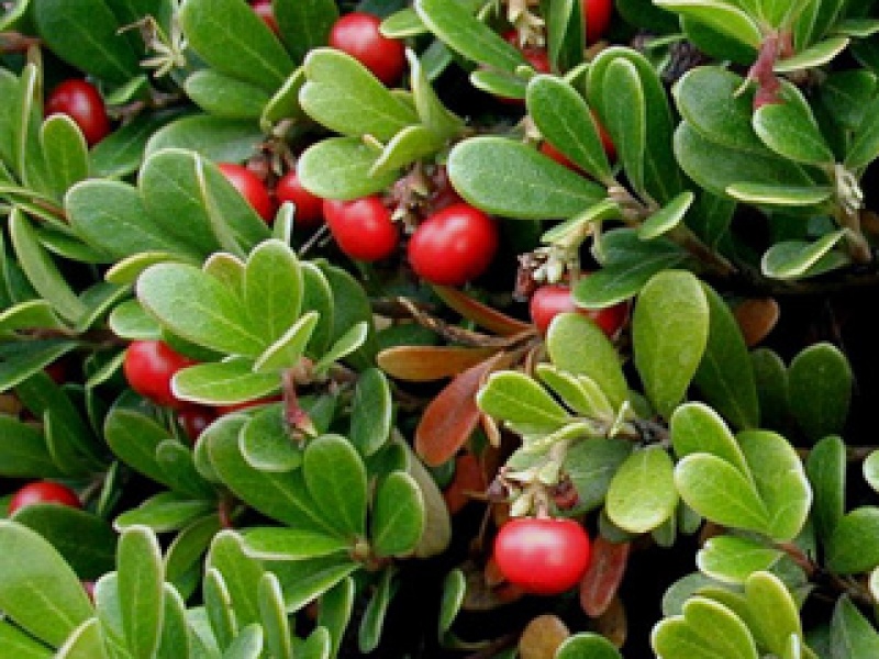 Common bearberry