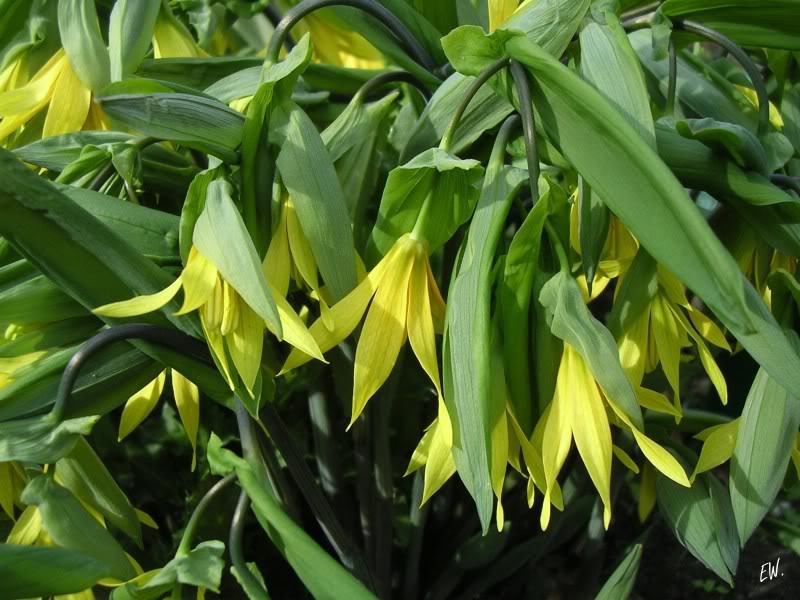 Увулярия крупноцветковая