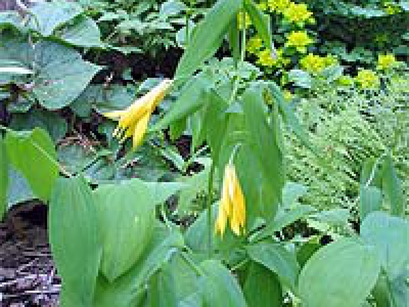 Увулярия пронзеннолистная