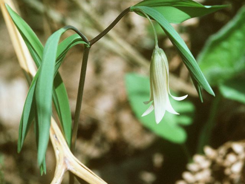 Увулярия сидячелистная