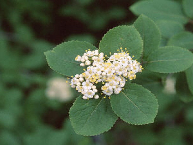 Калина черная или бурятская