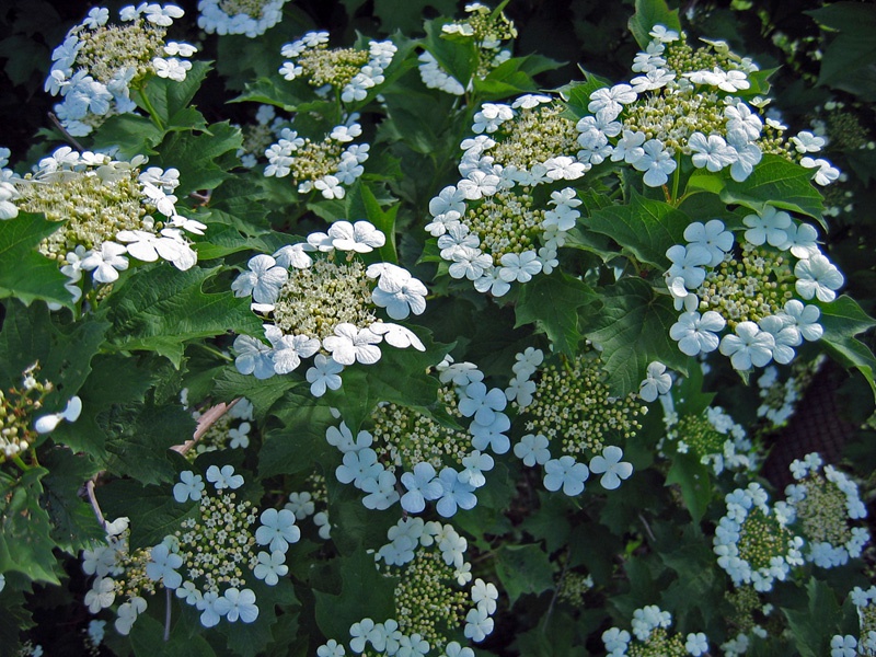 Калина Давида