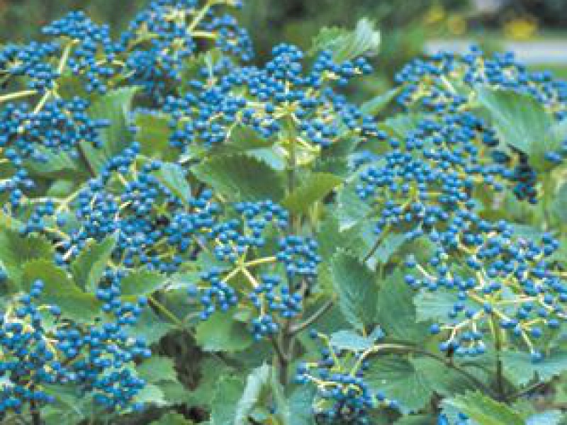 Калина зубчатая