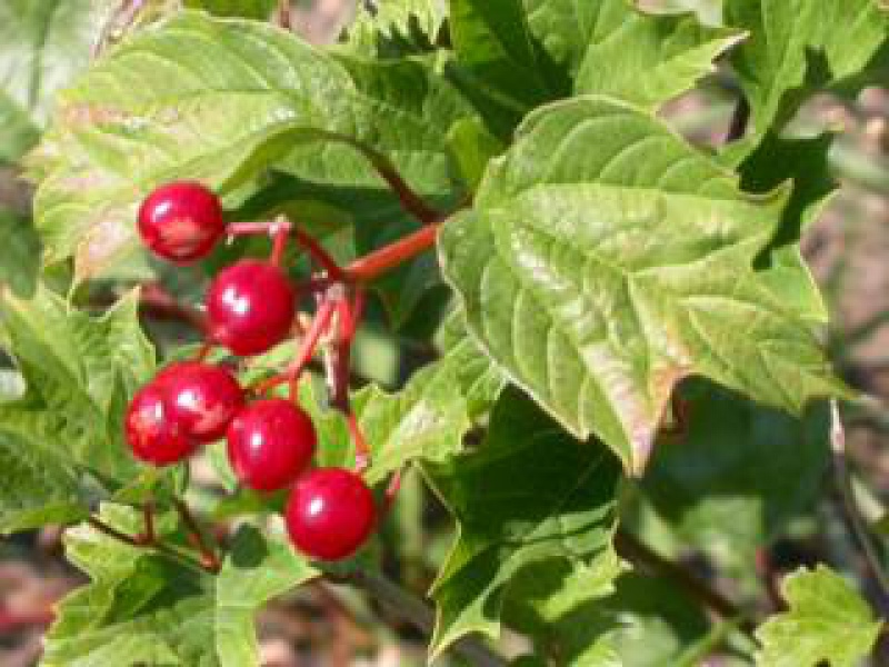 Калина съедобная