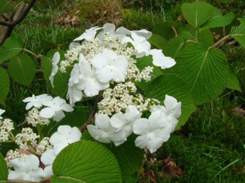 Калина вильчатая