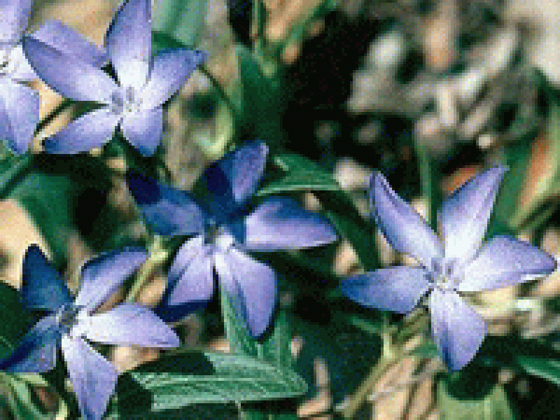 Барвинок травянистый