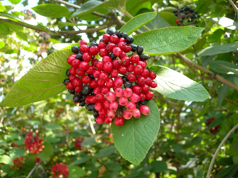 Калина гордовина