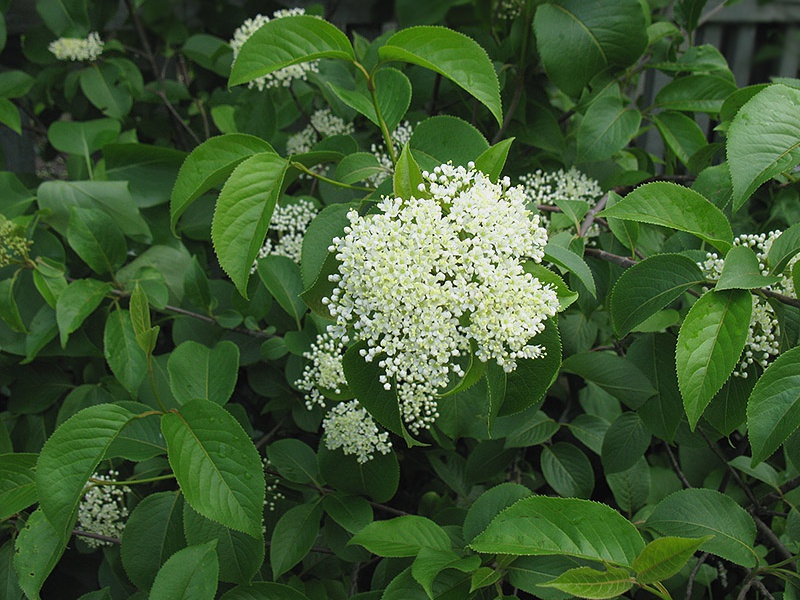 Калина канадская