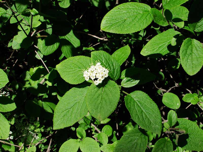 Калина монгольская