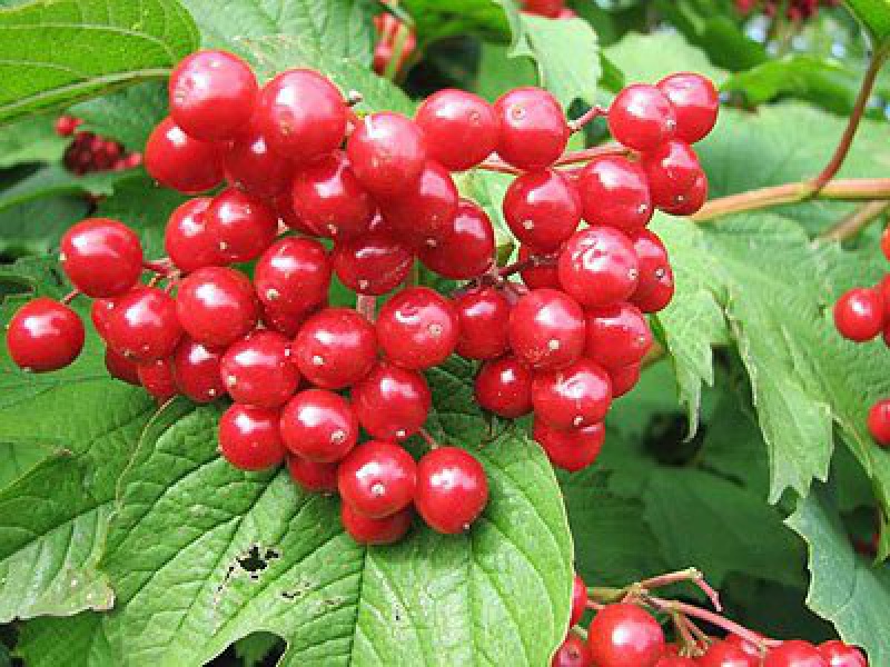 Калина красная или обыкновенная