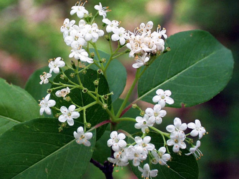 Калина сливолистная