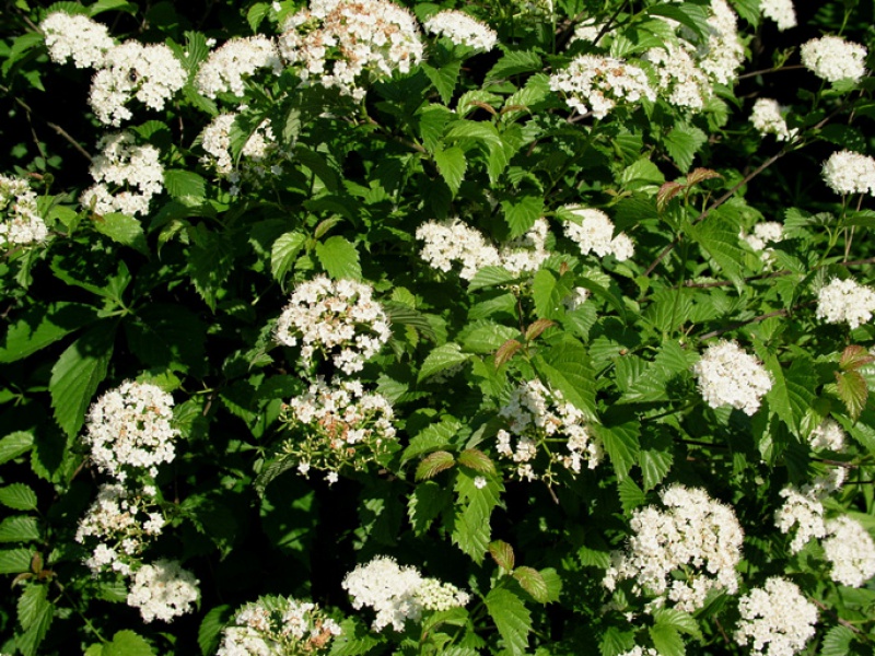 Калина признанная