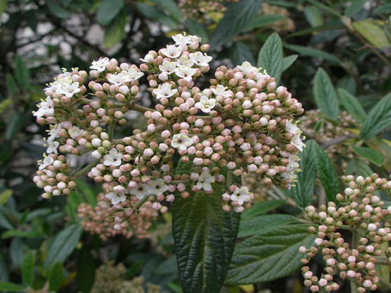 Калина морщинистолистная