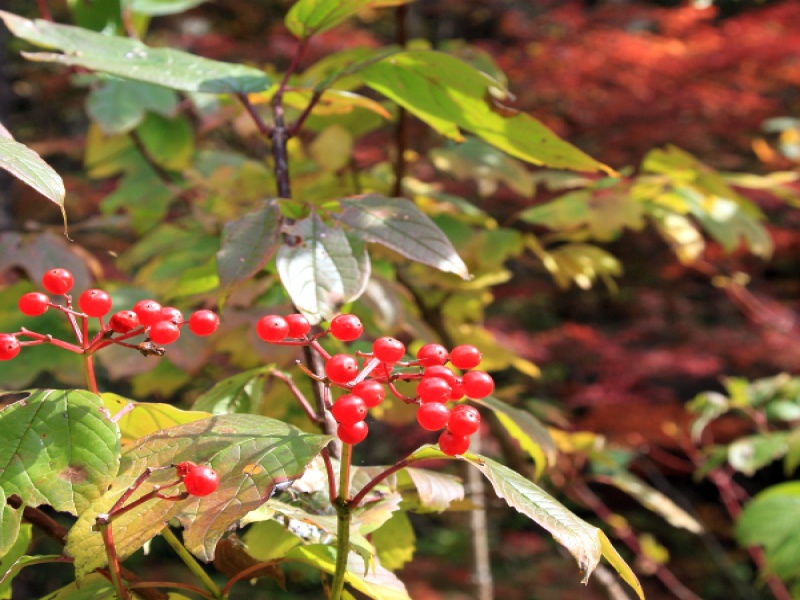 Калина Саржента