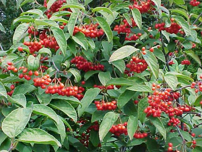 Калина щетинистая