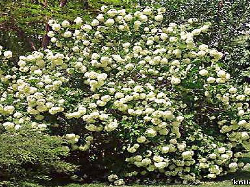 Калина вечнозеленая или лавролистная