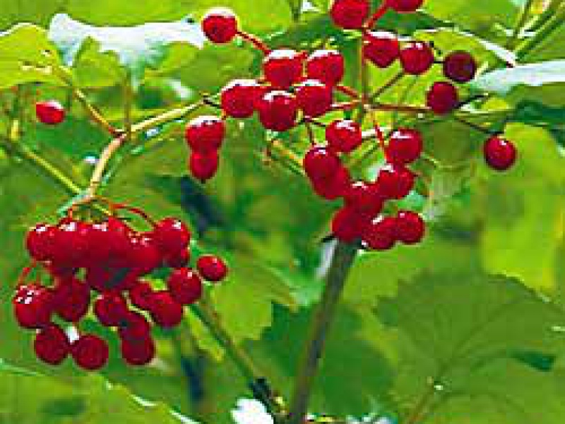 Калина трехлопастная