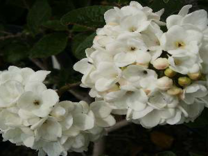 Калина полезная