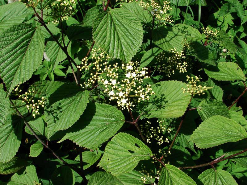 Калина Райта