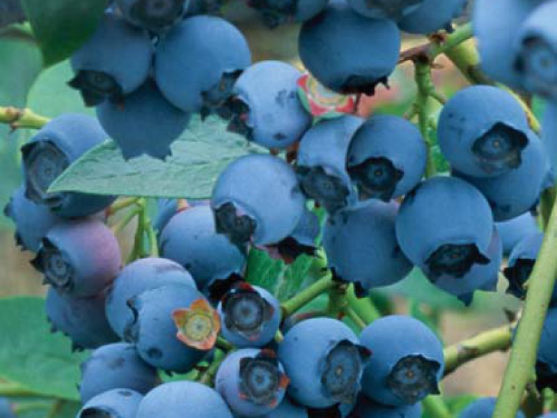 Голубика обыкновенная "Goldtraube"