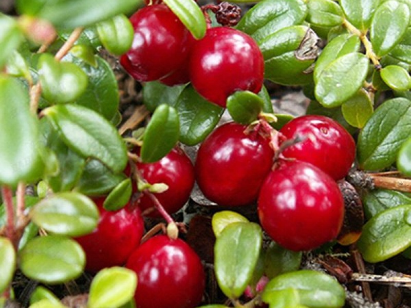 Клюква Бен Лир