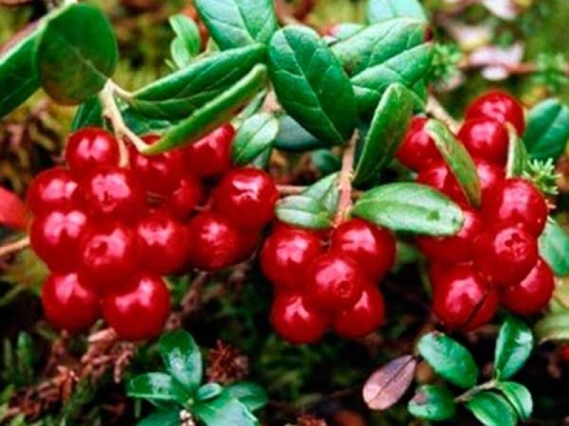 Клюква Пилигрим