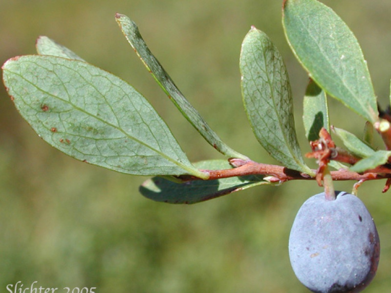 Голубика обыкновенная