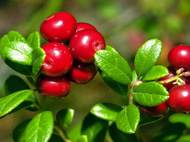 Lingonberry