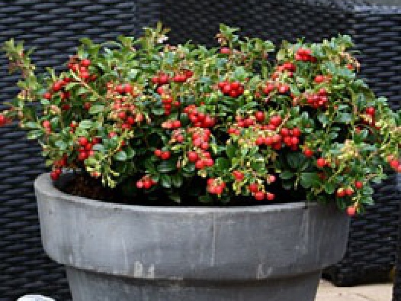 Брусника Miss Cherry