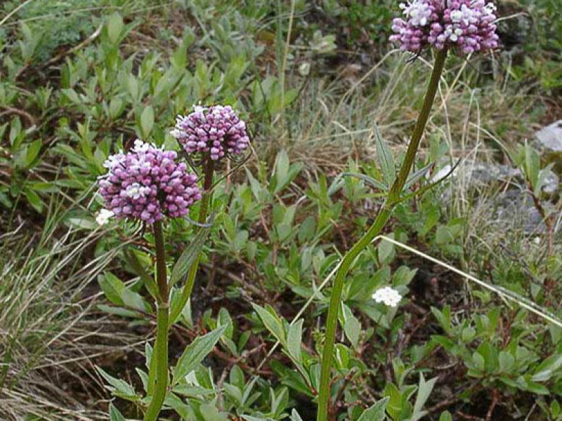 Валериана алтайская