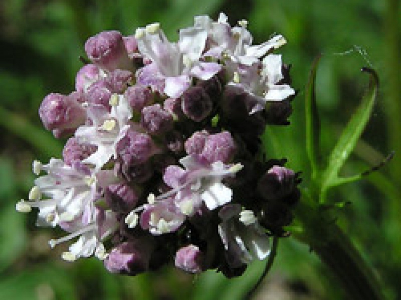 Валериана головчатая