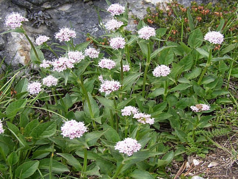 Валериана горная