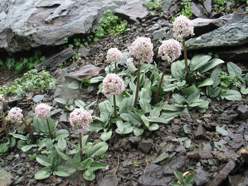 Валериана камнелюбивая