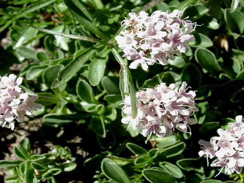 Валериана лежачая