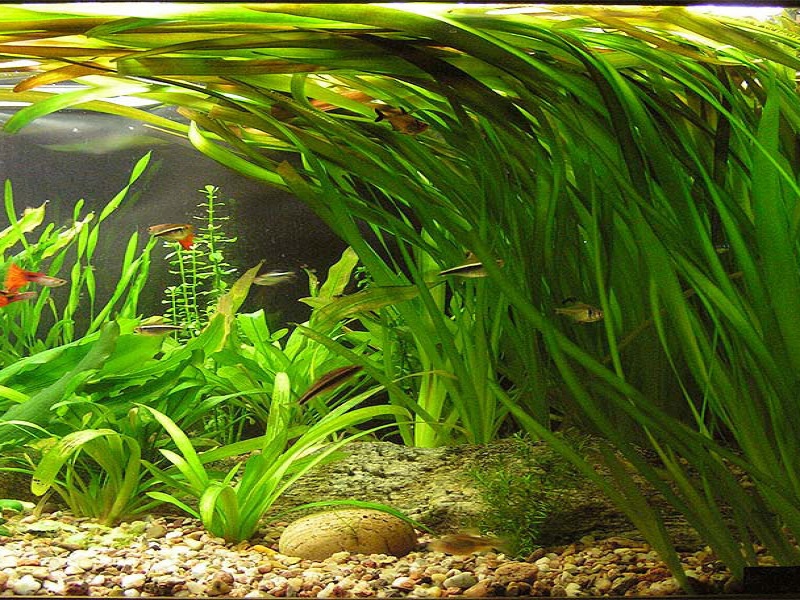 Валлиснерия гигантская